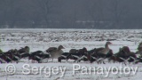 Video of Red-breasted goose - Red-breasted Goose eating grass in winter snow fields